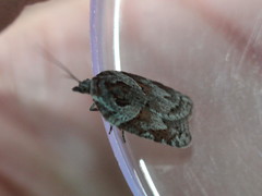 Acleris maculidorsana