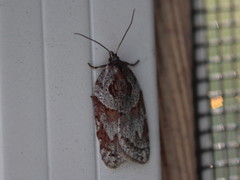 Acleris maculidorsana