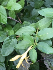Lonicera japonica