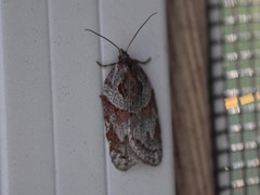Acleris maculidorsana