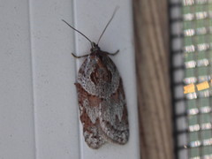 Acleris maculidorsana