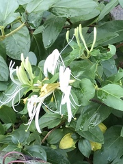 Lonicera japonica