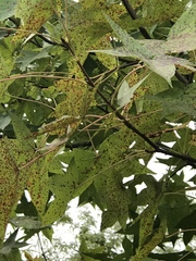 Liquidambar styraciflua