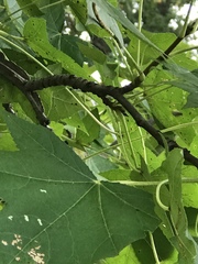 Liquidambar styraciflua