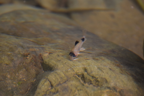 Panda corydoras (Corydoras panda) — Callichthyidae