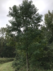 Liquidambar styraciflua