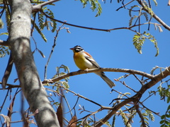 Emberiza flaviventris kalaharica