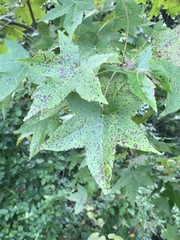 Liquidambar styraciflua