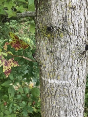 Liquidambar styraciflua