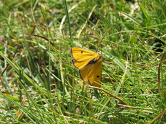 Heliothea discoidaria