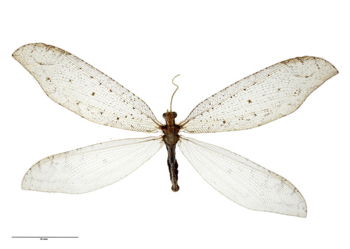 Kempynus citrinus