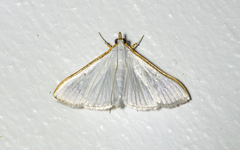 Diaphania costata