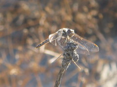 Sympetrum corruptum