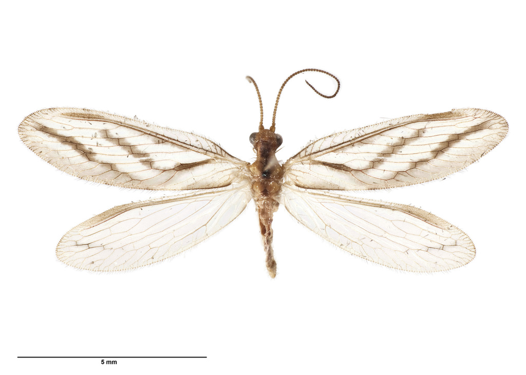 Micromus bifasciatus