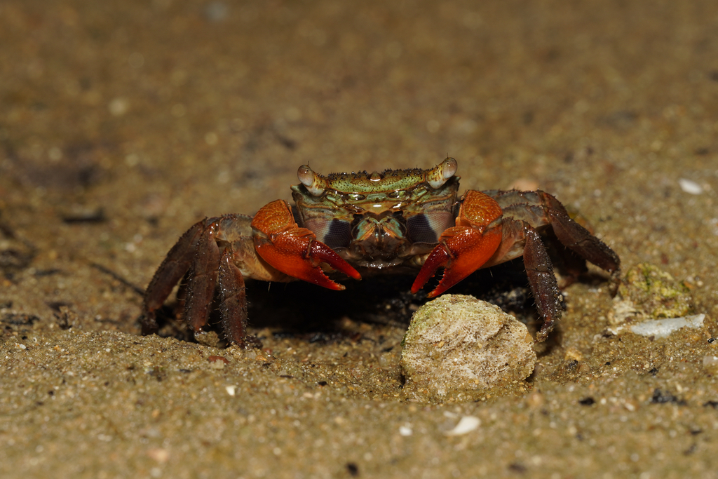 Parasesarma continentale