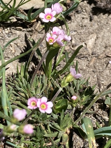 Androsace adfinis (Androsace adfinis)