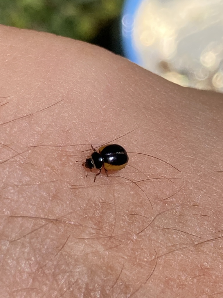 Semiadalia rufocincta