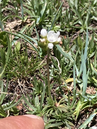 Androsace adfinis (Androsace adfinis)