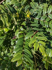 Berberis × hortensis