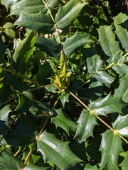 Berberis × hortensis