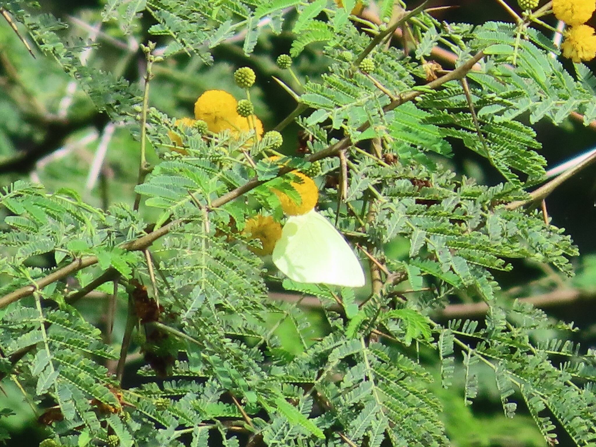 Lemon Emigrant