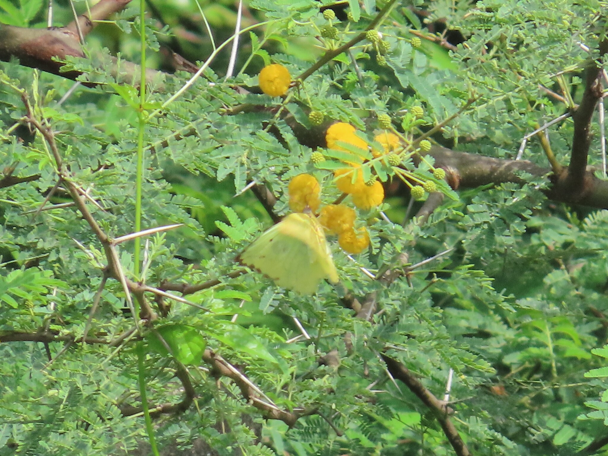 Lemon Emigrant