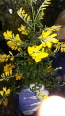 Genista stenopetala