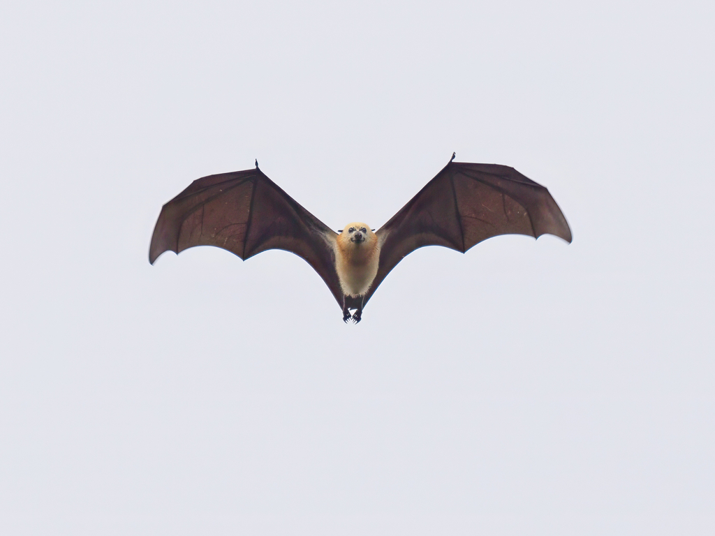 Kei Flying Fox