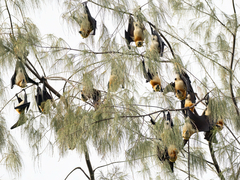 Kei Flying Fox photo 2