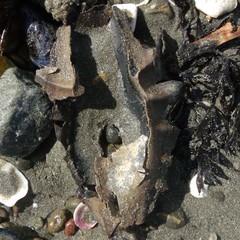 Callorhinchus milii