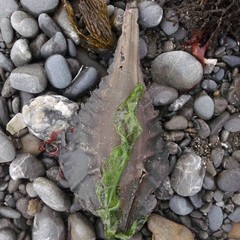 Callorhinchus milii