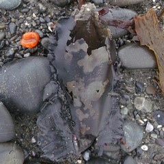 Callorhinchus milii