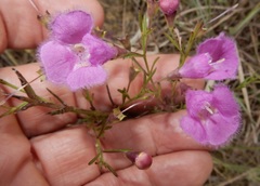 Agalinis homalantha