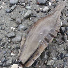 Callorhinchus milii