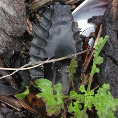 Callorhinchus milii