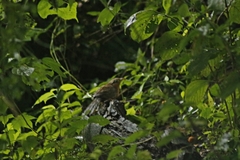 Morococcyx erythropygus