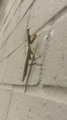 Mantidae