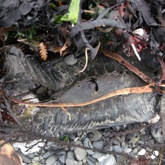 Callorhinchus milii