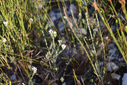 Fives Blombush (Metalasia quinqueflora)