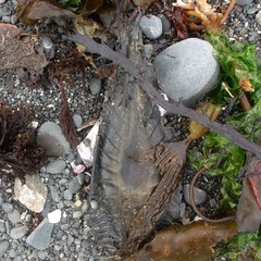 Callorhinchus milii