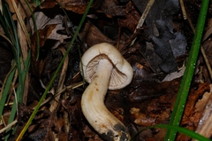 Hebeloma sacchariolens