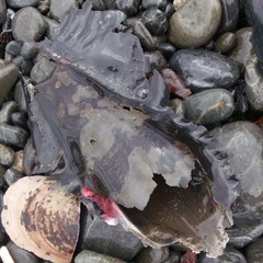 Callorhinchus milii