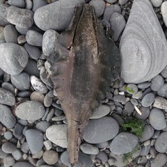 Callorhinchus milii
