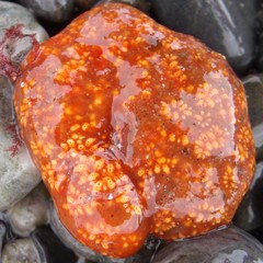 Aplidium benhami