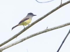 Myiarchus tuberculifer