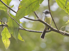 Myiarchus tuberculifer