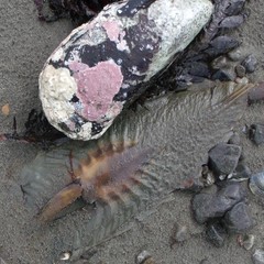 Callorhinchus milii