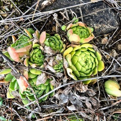 Sempervivum transcaucasicum