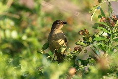 Andropadus importunus