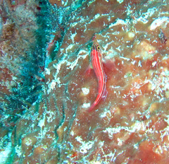 Helcogramma striata